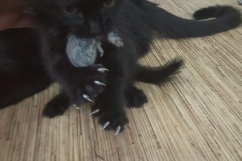 В дар кошку. котята бесплатно, к лотку приучены. Фото2