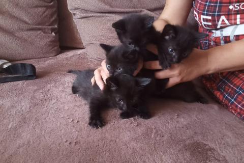 В дар кошку. котята бесплатно, к лотку приучены. Фото4