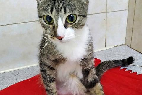 В дар кошку. Идеальный компаньон, молодая домашняя кошечка Катя в добрые руки. Фото4