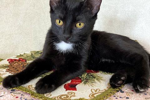В дар кошку. Маленький веселый разбойник, домашний котенок Тиша в добрые руки. Фото1