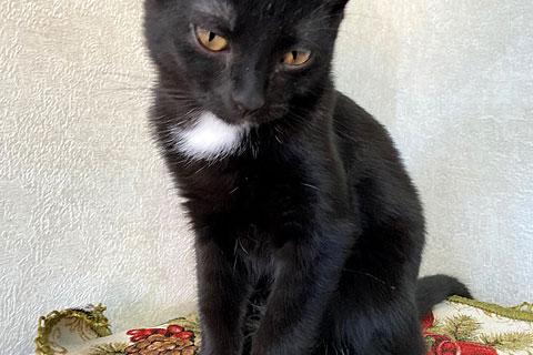 В дар кошку. Маленький веселый разбойник, домашний котенок Тиша в добрые руки. Фото2