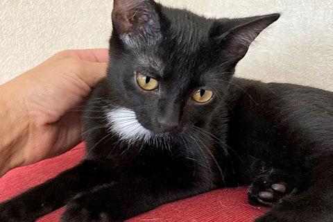 В дар кошку. Маленький веселый разбойник, домашний котенок Тиша в добрые руки. Фото3