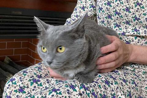 В дар кошку. Ваш домашний ангел-хранитель! Милая, уютная кошечка Маша в добрые. Фото4
