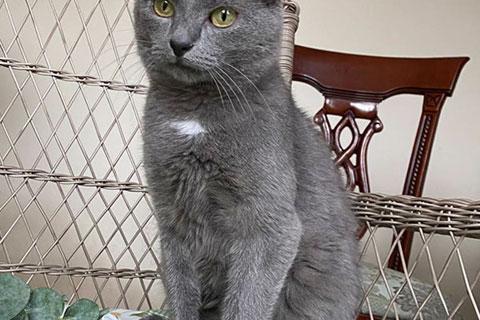 В дар кошку. Гордость любого дивана! Добрейший молодой домашний котик Сема в д. Фото2