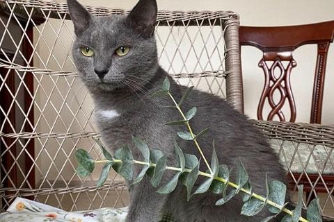 В дар кошку. Гордость любого дивана! Добрейший молодой домашний котик Сема в д. Фото3