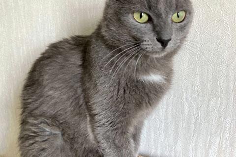 В дар кошку. Гордость любого дивана! Добрейший молодой домашний котик Сема в д. Фото4