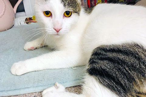 В дар кошку. Самый красивый и ласковый! Молодой домашний котик  Кузя в добрые . Фото1