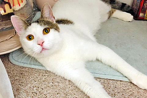 В дар кошку. Самый красивый и ласковый! Молодой домашний котик  Кузя в добрые . Фото2