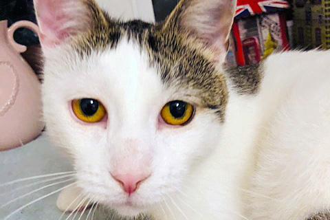 В дар кошку. Самый красивый и ласковый! Молодой домашний котик  Кузя в добрые . Фото4