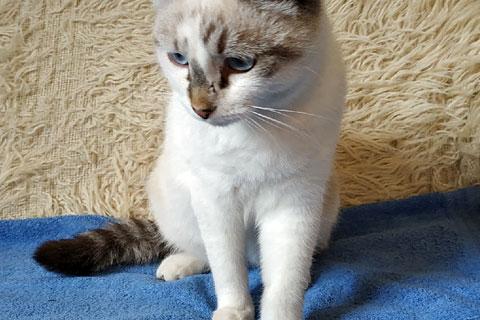 В дар кошку. Два веселых друга! Молодые ласковые котики Альберт и Сильвер в да. Фото2