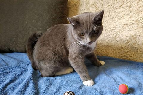 В дар кошку. Два веселых друга! Молодые ласковые котики Альберт и Сильвер в да. Фото3