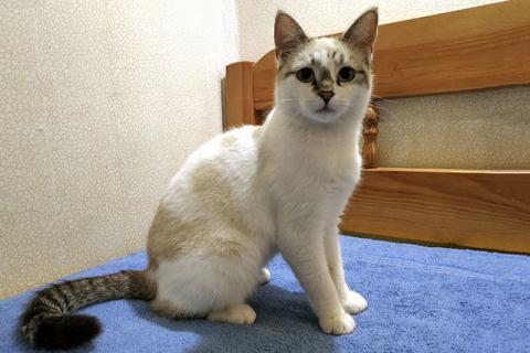 В дар кошку. Два веселых друга! Молодые ласковые котики Альберт и Сильвер в да. Фото4