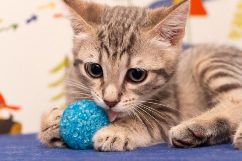 В дар кошку. Полосатенькое чудо Марти, чудесный домашний котенок в добрые руки. Фото2