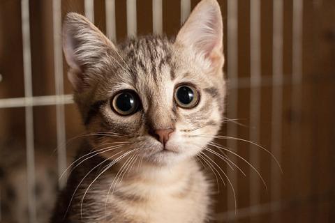В дар кошку. Полосатенькое чудо Марти, чудесный домашний котенок в добрые руки. Фото3
