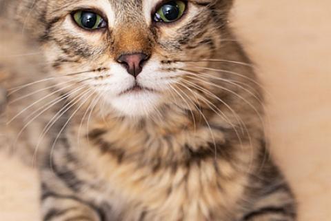 В дар кошку. Красавец Вениамин, ласковый и умный котенок-подросток в добрые ру. Фото2