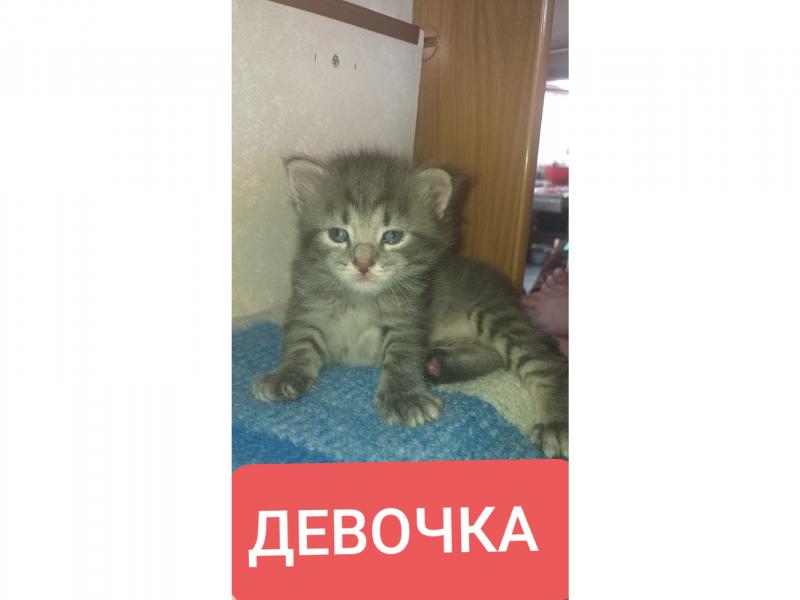 В дар кошку