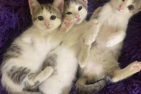 Продаю кошку. Котята в добрые руки!)). Фото1
