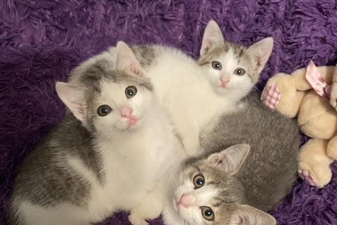 Продаю кошку. Котята в добрые руки!)). Фото2