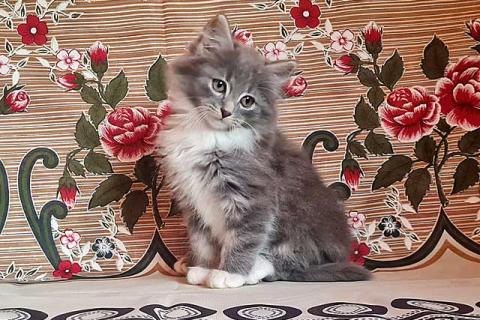 В дар кошку. Глазастое чудо Пушок, милый домашний котенок в добрые руки. Фото1