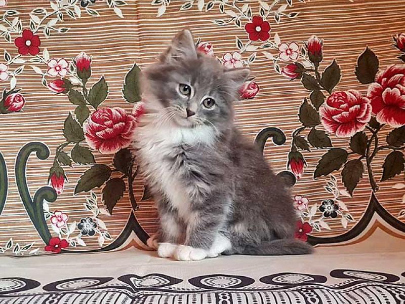 В дар кошку