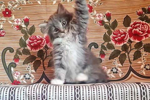 В дар кошку. Глазастое чудо Пушок, милый домашний котенок в добрые руки. Фото2