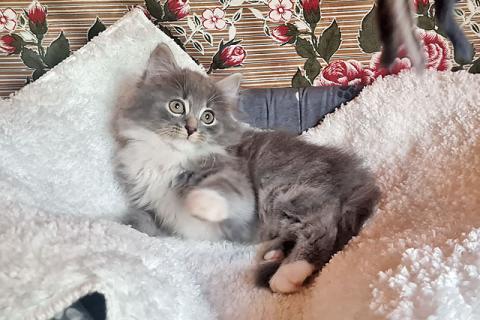 В дар кошку. Глазастое чудо Пушок, милый домашний котенок в добрые руки. Фото4