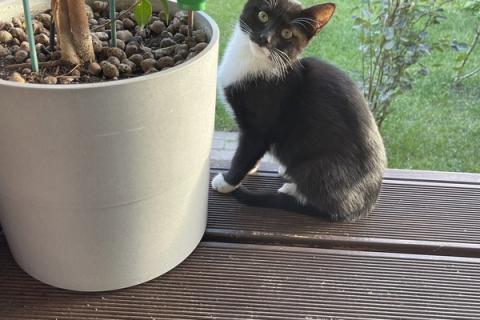 В дар кошку. 4 котенка — маркиза ищут дом. Фото1