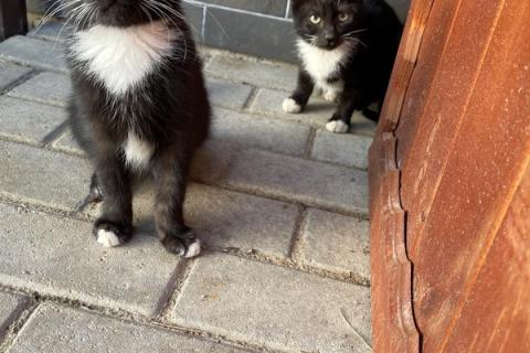 В дар кошку. 4 котенка — маркиза ищут дом. Фото3