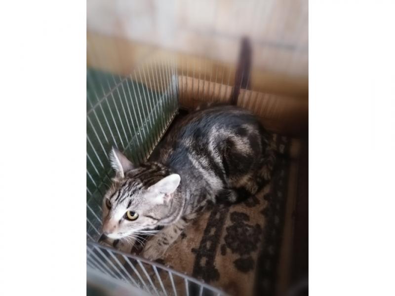 В дар кошку