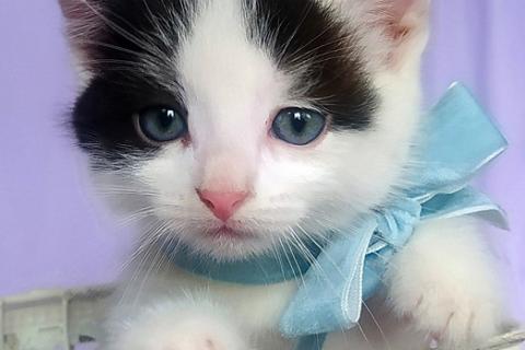 В дар кошку. Нежные, ласковые домашние котята в добрые руки. Фото1
