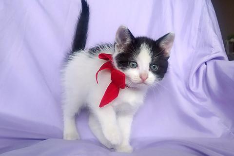 В дар кошку. Нежные, ласковые домашние котята в добрые руки. Фото3