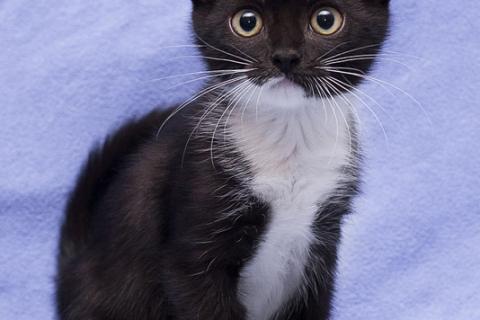 В дар кошку. Котята Ника и Юки ищут дом. Фото1