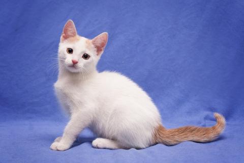 В дар кошку. Котята Ника и Юки ищут дом. Фото3