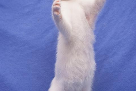 В дар кошку. Котята Ника и Юки ищут дом. Фото4