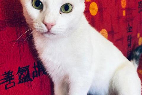 В дар кошку. Снежинка Муся, молодая домашняя кошечка в добрые руки. Фото1