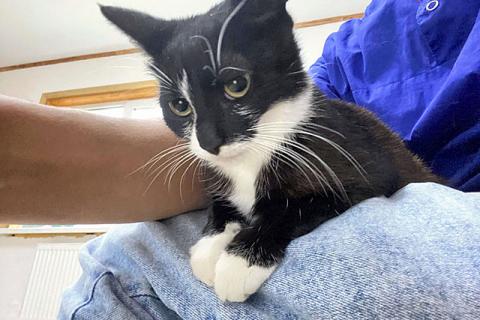 В дар кошку. Маленькое солнышко, милейший котенок Сима в добрые руки. Фото1