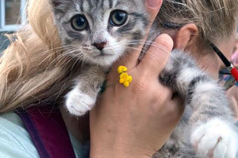 В дар кошку. Зеленоглазое чудо, очаровательный домашний котенок Лукас в добрые. Фото1