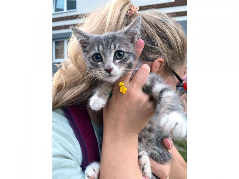 В дар кошку