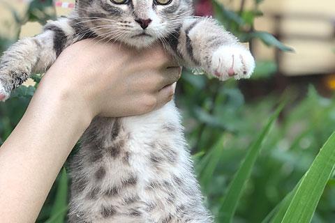 В дар кошку. Зеленоглазое чудо, очаровательный домашний котенок Лукас в добрые. Фото2