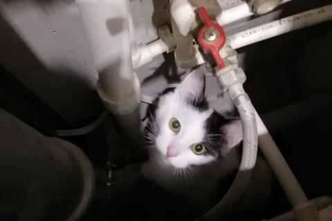 В дар кошку. Котику очень нужен дом или передержка . Фото3