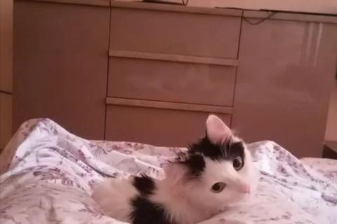 В дар кошку. Котику очень нужен дом или передержка . Фото4