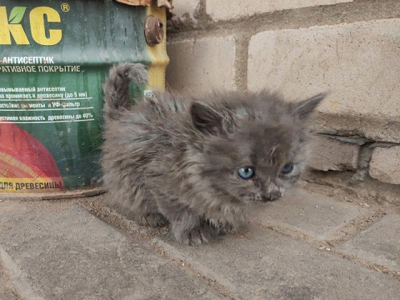 В дар кошку