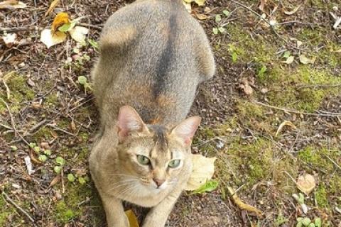В дар кошку. Домашние котята от абиссинской кошки в дар. Фото1