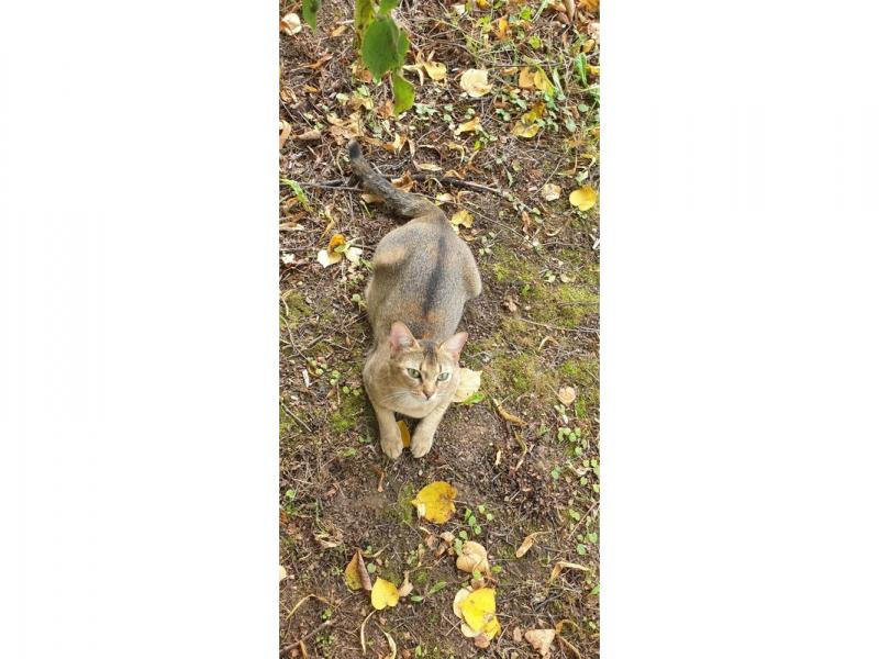 В дар кошку