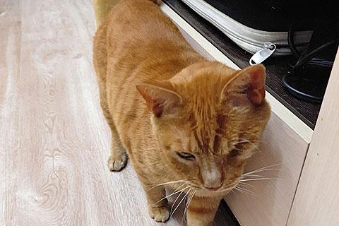 В дар кошку. Добрейший солнечный котик Рыжик ищет дом и доброе сердце. Фото2