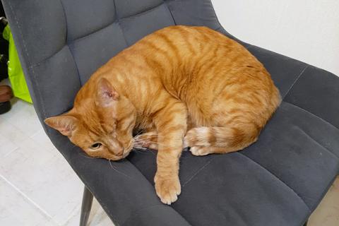 В дар кошку. Добрейший солнечный котик Рыжик ищет дом и доброе сердце. Фото3