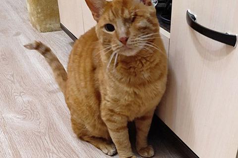 В дар кошку. Добрейший солнечный котик Рыжик ищет дом и доброе сердце. Фото4