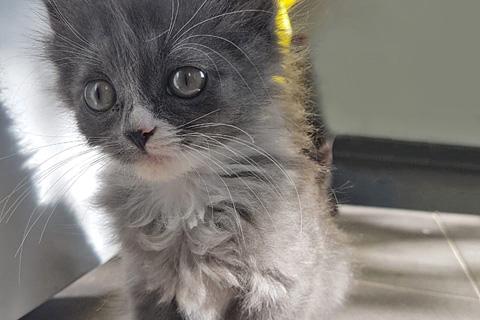 В дар кошку. Чудо-мальчик Масик, нежный маленький котенок в добрые руки. Фото1