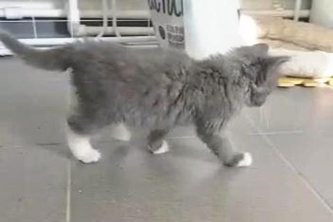 В дар кошку. Чудо-мальчик Масик, нежный маленький котенок в добрые руки. Фото3