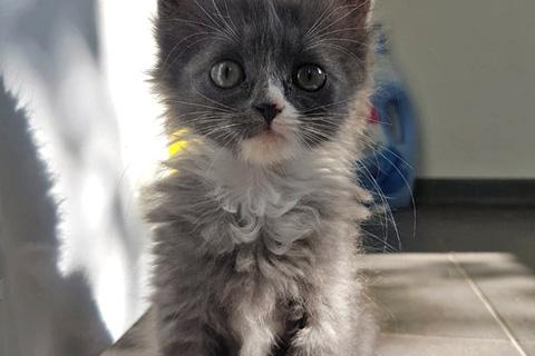 В дар кошку. Чудо-мальчик Масик, нежный маленький котенок в добрые руки. Фото4